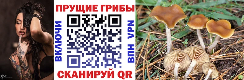 Галлюциногенные грибы Psilocybine cubensis  Зея 